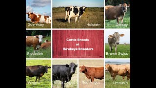 Bull Breeds FarmChat