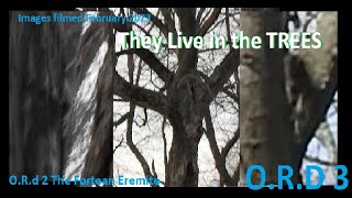 They Live In The TREES! Case Study #3