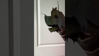 beetle had a minor crash out 🤔 #dragonpuppeteer #dragonpuppets #dragon #blowup #funny #meme #fyp