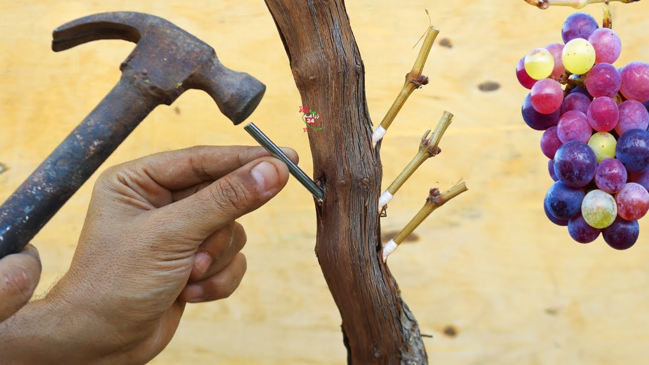 Прививка виноградных деревьев с точностью и 0% неудач