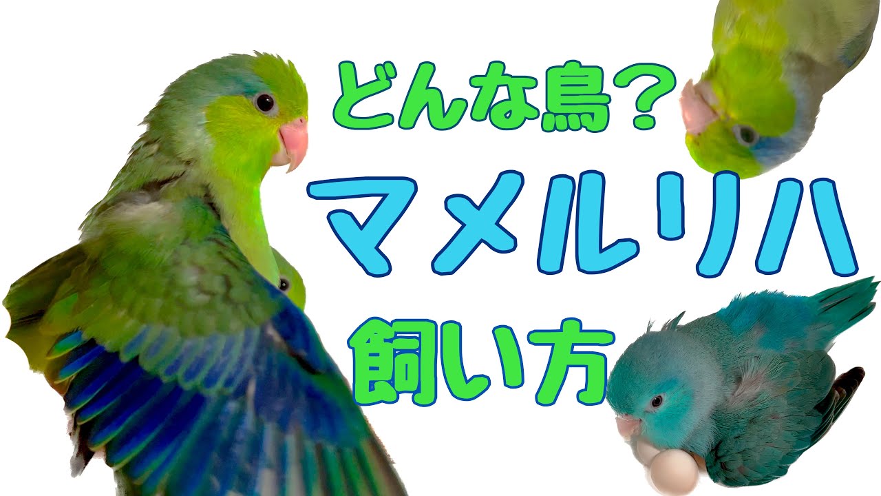 初めてのマメルリハ！世界最小のインコ、豆瑠璃羽の飼い方①特徴・性格 
