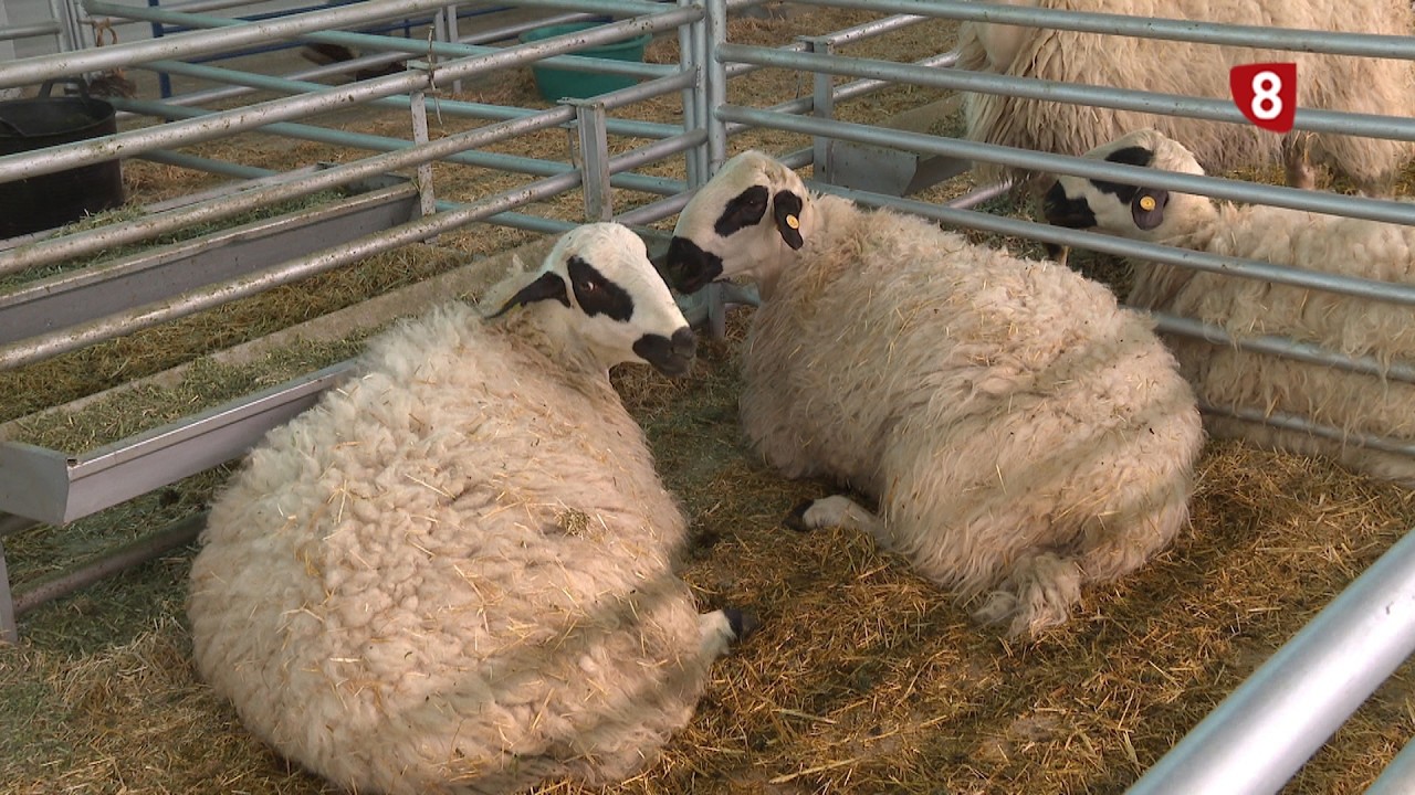 Respaldo a la Feria Churra