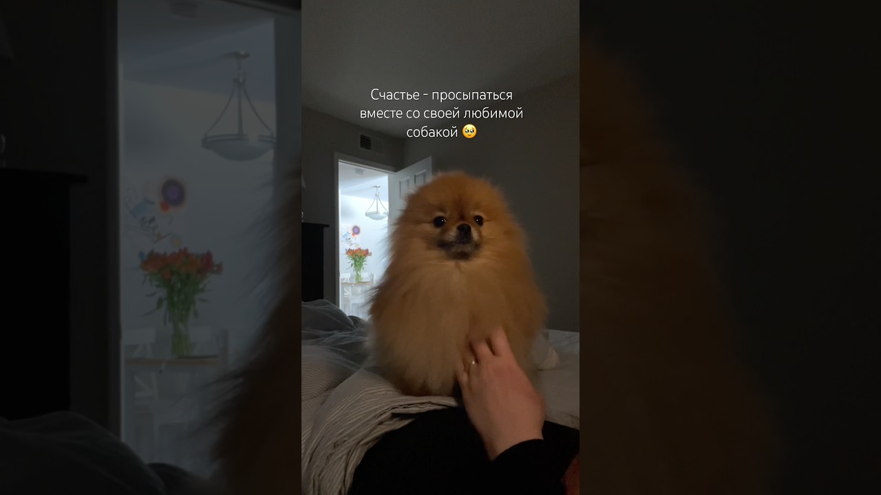 Наши пушистые ангелы не земле 💞 