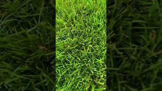 Grass