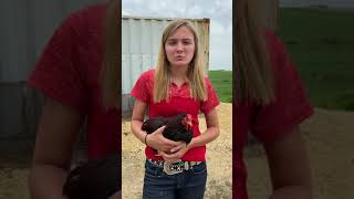 Chloe - Partridge Wyandotte Bantam Rooster