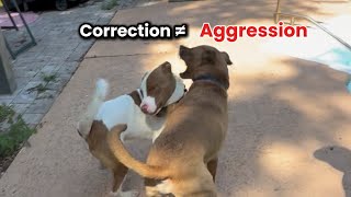 Dog Corrections vs Aggression | Teachable Moments