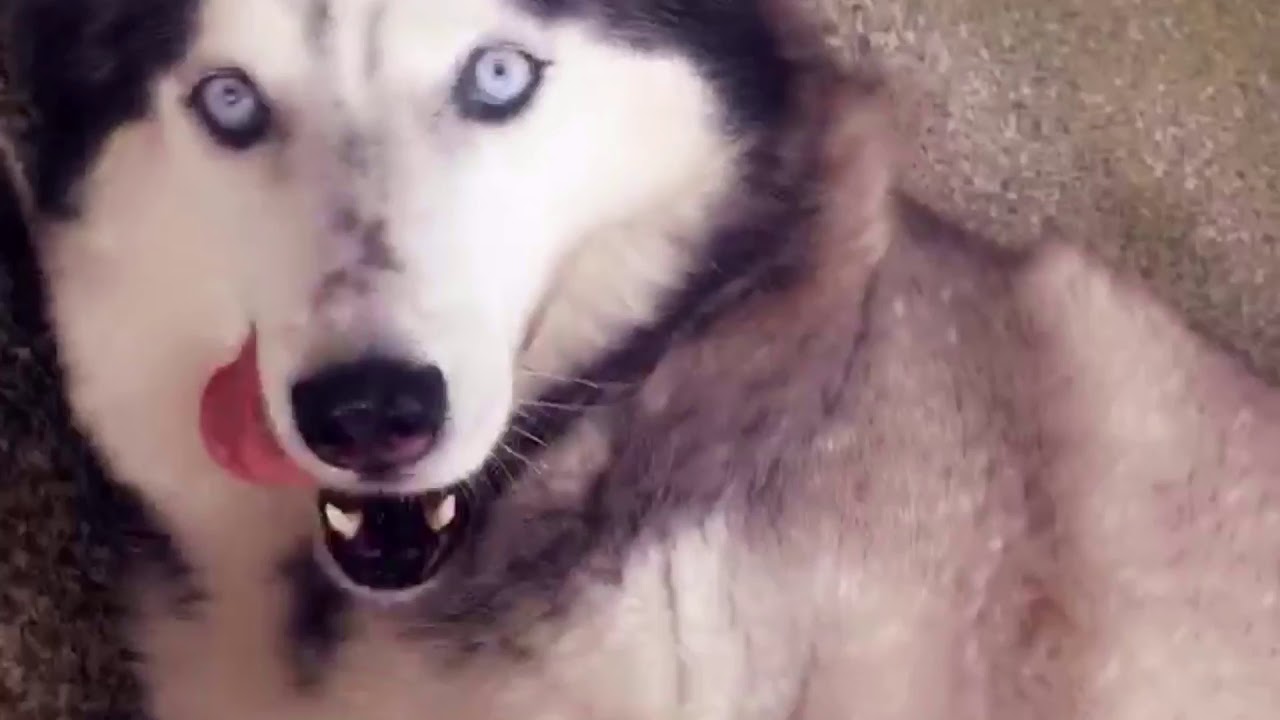 Hugo the husky YouTube