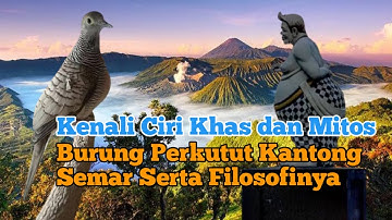 Mengenali Ciri Khas dan Mitos Burung Perkutut Kantong Semar Serta Filosofinya