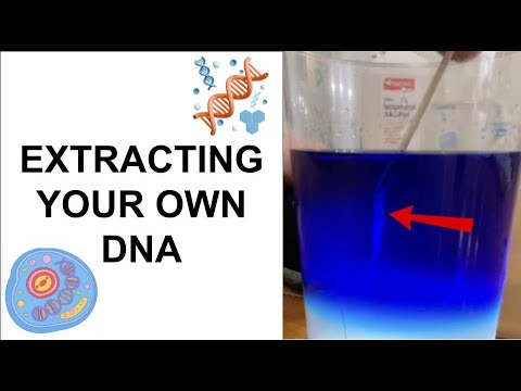 Extract Your Own DNA at Home with Household Items - YouTube