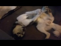My husky is broken