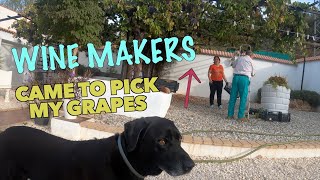 Percy The Labrador meets the Local Spanish Organic Wine Makers by Percy The Labrador 531 views 1 year ago 5 minutes, 2 seconds