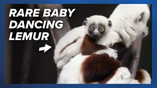 A rare Coquerel’s sifaka, aka ‘dancing lemur,’ has just been born and shown to the public