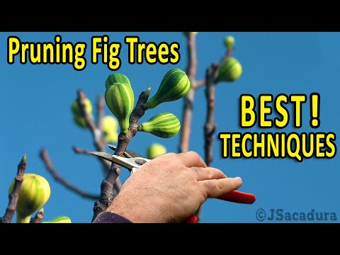 Video: Ficusbeskärningstips - När och hur man beskär ett ficusträd