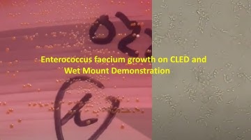 Enterococcus faecium Colony Morphology and Microscopy