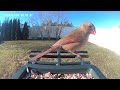 Female Cardinal Defends the Feeder! House Sparrows Don’t Stand a Chance