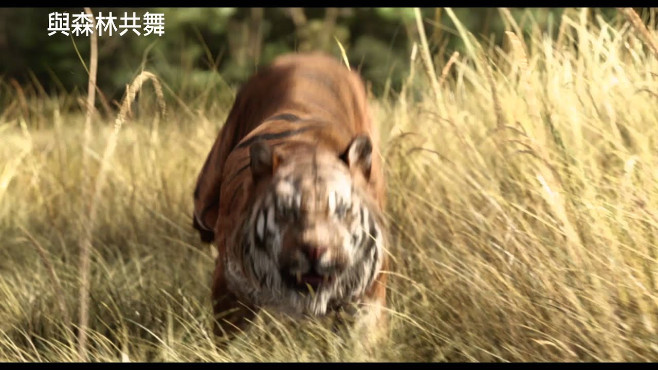 影評 與森林共舞 The Jungle Book 今年凡是以動物為主軸的電影都好好看 多多看電影 最新 最豐富的影視評論和新聞
