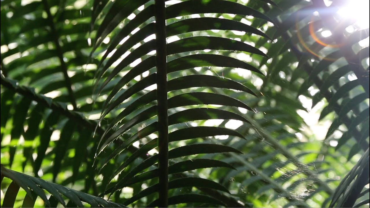 The Price of Plant Poaching | California Academy of Sciences