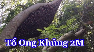 Bắt Ong Rừng Khủng Tổ Ong Mật Non Đầu Mùa #13 @Lực 68 TV