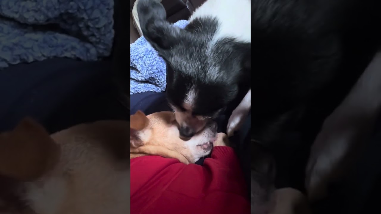 ASMR - Lizzie loves Bailey