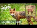 Muntjac deer and fox   uk wildlife and nature photography  summer leys