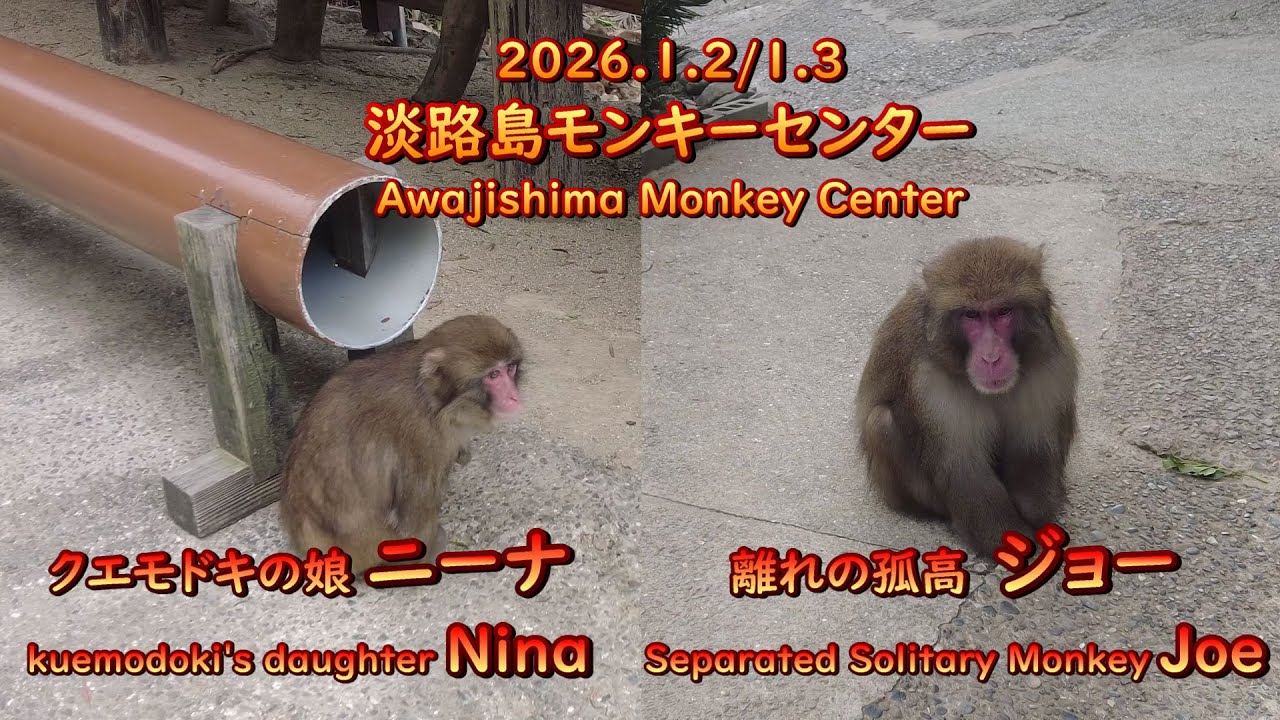 ＃離れの孤高ジョー＆＃淡路ザル＃人気娘ニーナ～＃淡路島モンキーセンター2026.1.2/1.3
