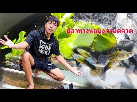 เพาะปลาหางนกยูง สายตลาดเพาะง่ายโตเร็วขายดีราคาถูก มือใหม่ก็ทำได้