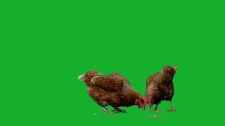 Live Chicken Green Screen Not Copyright Animation