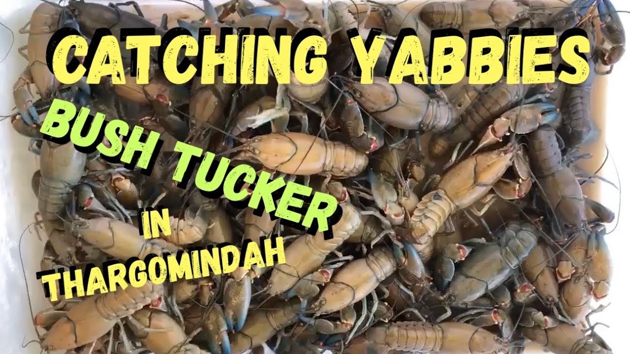 Catching Bush Catching Yabbies / Bush Tucker in Thargomindah - YouTube