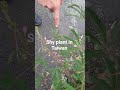 shy plant on Taiwan #plant #Taiwan @JohnnysTravelJourneys