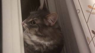 窓に挟まる猫 ノルウェージャンフォレストキャットA cat sandwiched by a window.Norwegian Forest Cat.