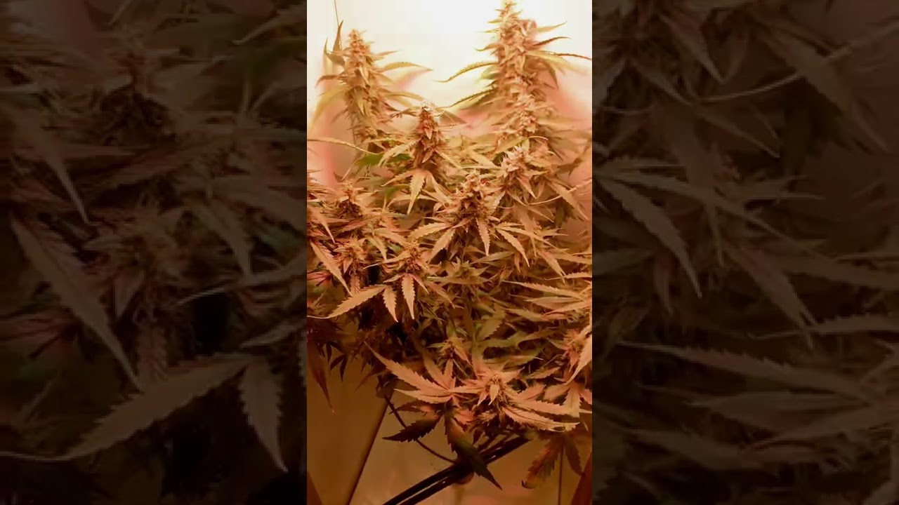 Grobo Journey Update . 