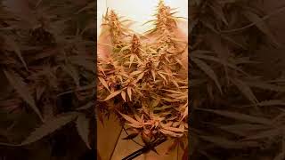 Grobo Journey Update . #grobo App down #Bluedream