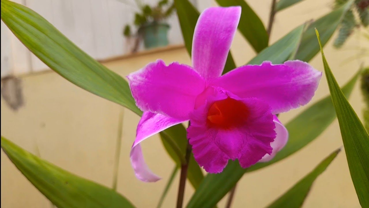 ORQUÍDEA sobralia/ ENCYCLIA/oncidium/KEIKI DE DENDROBIUNS 