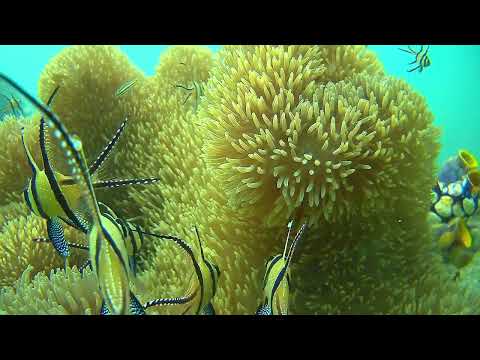 Nemo Livestream From The Lembeh Strait Indonesia 