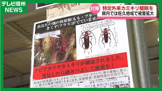 県内で初確認の特定外来生物クビアカツヤカミキリ　被害確認された佐久市で緊急防除用の農薬配布　農家「駆除して被害を発生させないような対策をしていきたい」【長野】