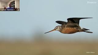 Shorebird migration in the Pacific Flyway—hops, skips, and trans continental jumps - Nathan Senner