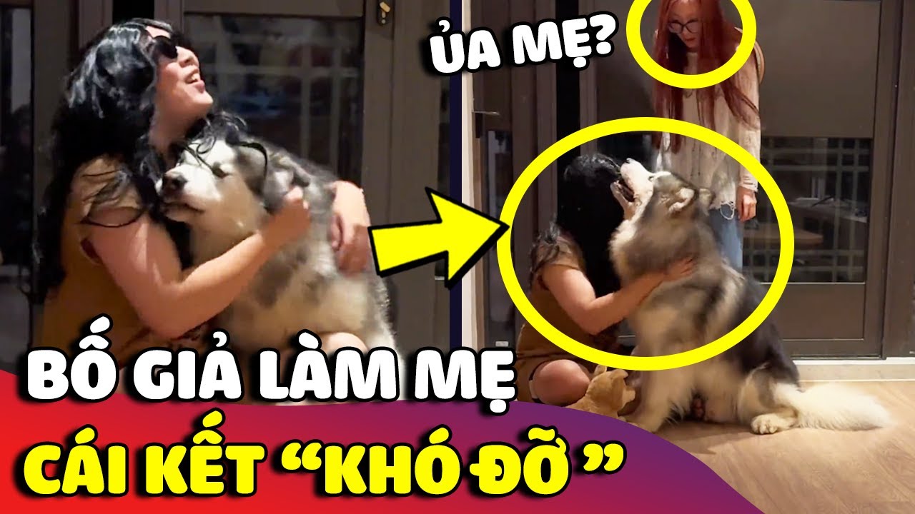 Khi ông bố 'GIẢ LÀM MẸ' để lừa chú chó Alaska và 'CÁI KẾT' khó đỡ 😅 | Gâu Đần