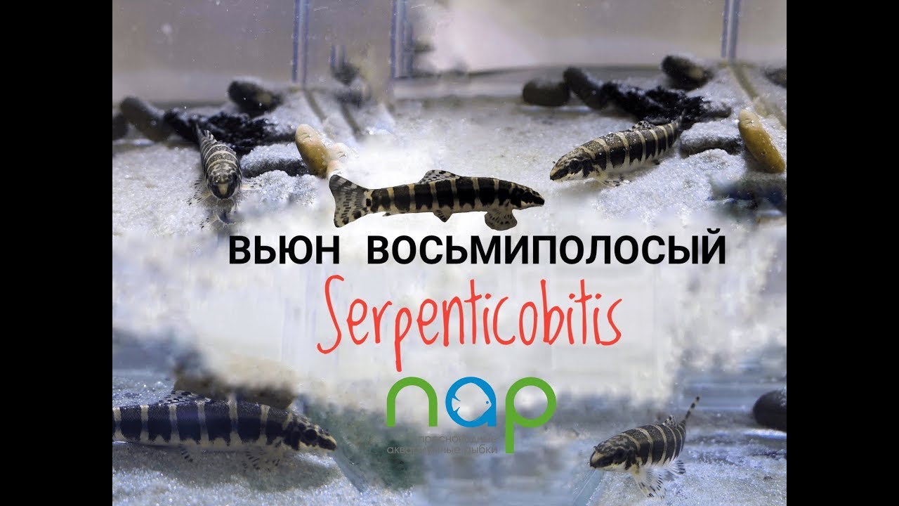 Вьюн Восьмиполосый. Serpenticobitis octozona .