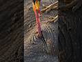 Tiny Bird Feeds on a Giant Buffalo | Amazing Wildlife Documentary in 4K