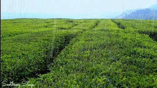 drizzling at field tree tea 🌱 || for sleep, anti stress, study, yoga, meditation
