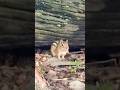 Adorable Chipmunk