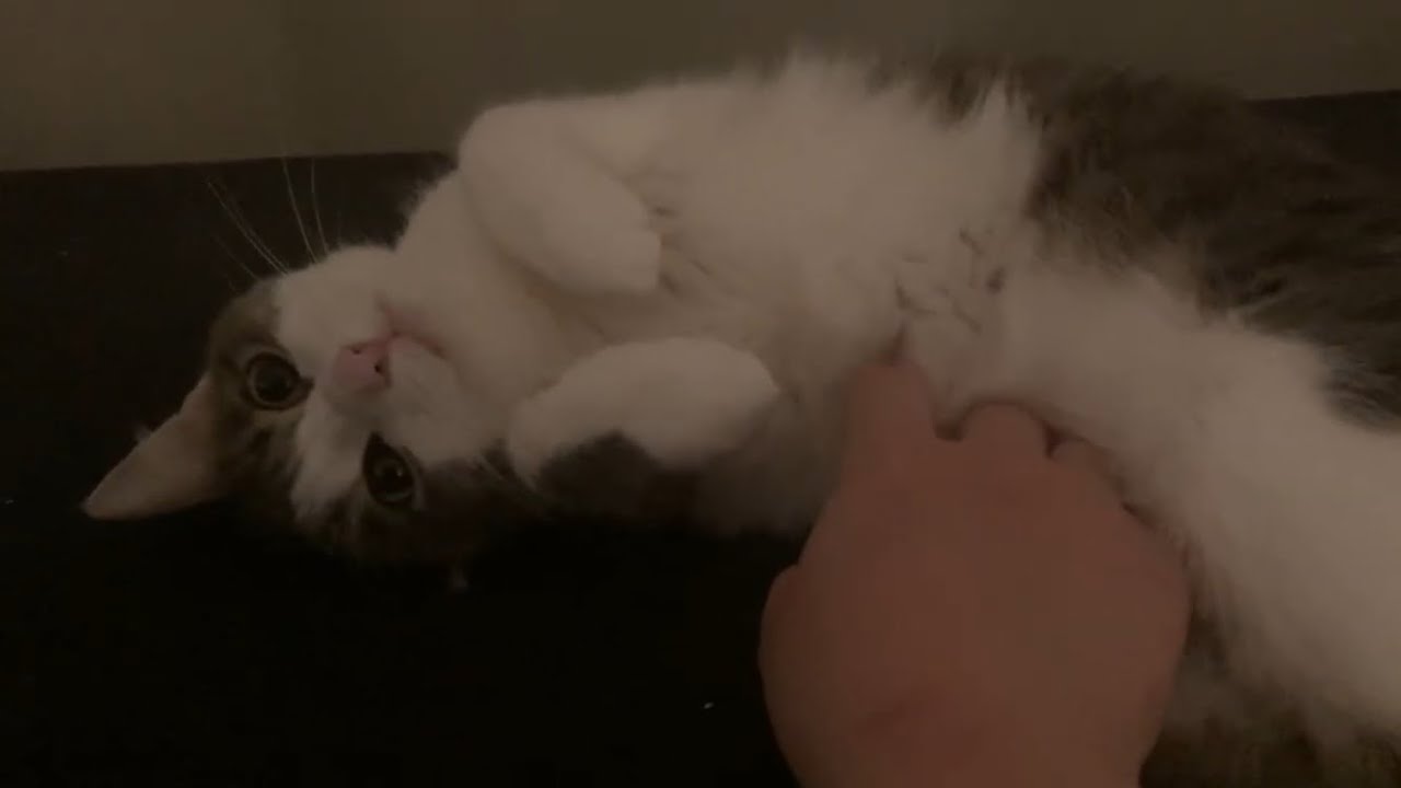 asmr deutsch|personal attention on my cats 