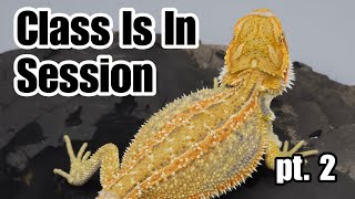 Bearded Dragon Genetics 201