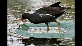 SUARA BURUNG MANDAR