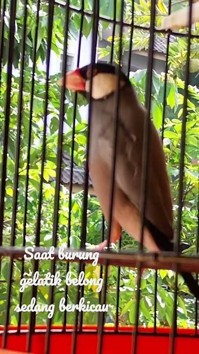burung gelatik belong sedang berkicau