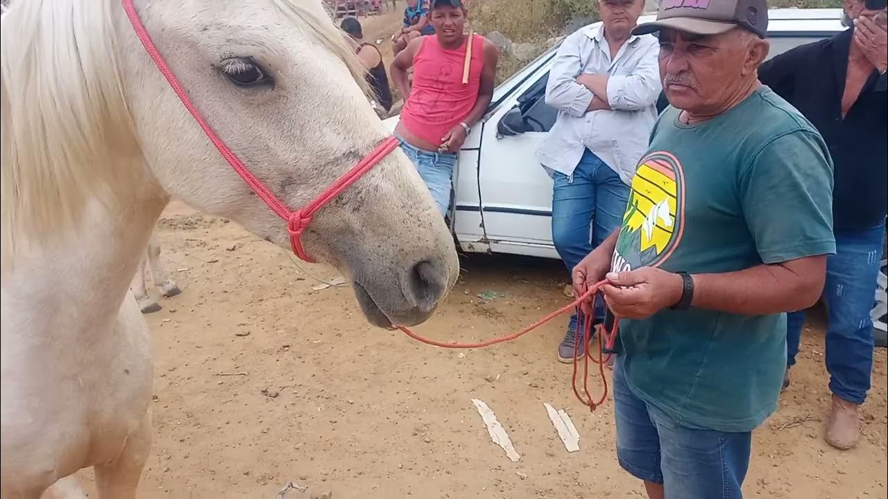 A saga de Chapado, cavalo abandonado e ferido, adotado no interior de SP -  11/03/2022 - UOL TAB