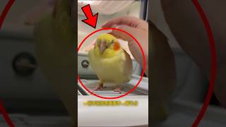 Tiny Parrot in Danger… Rushed to the Vet (Emotional)