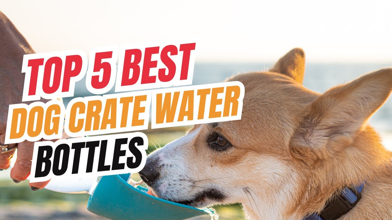 Top 5 Best Dog Crate Water Bottles in 2025