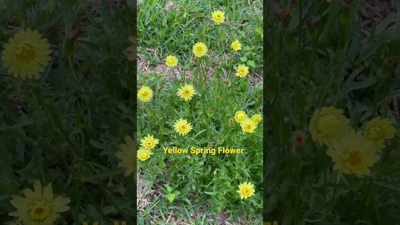 Yellow Spring Flowers 