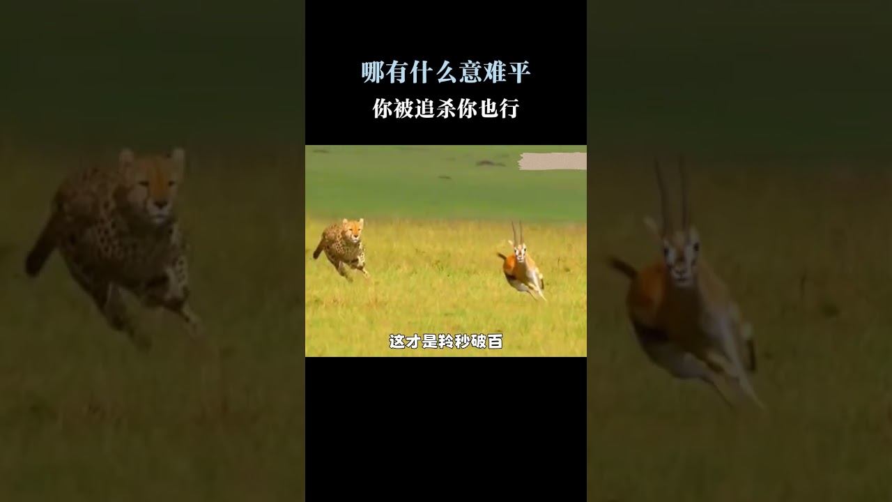 哪有什么意难平，你被追杀你也行 #羚羊 #猎豹 #动物世界
